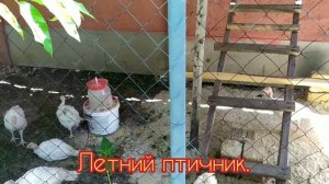 Индюки (Часть 5). Летний птичник#1