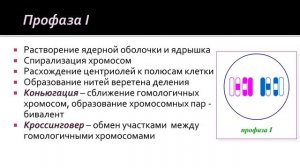 Биология 9 класс. Образование половых клеток. Мейоз