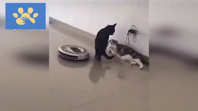 Самые Смешные Котики И Собачки | Юмор Для Поднятия Настроения