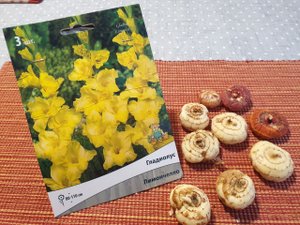 гладиолусы