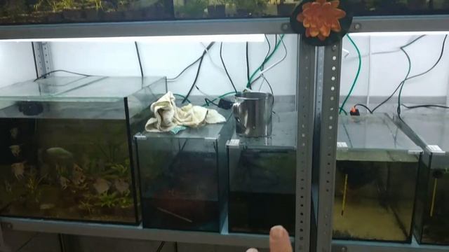 Планы. Начинаем запуск нового аквариума. Товары в пути. Делаем небольшие перестановки. смотреть онлайн