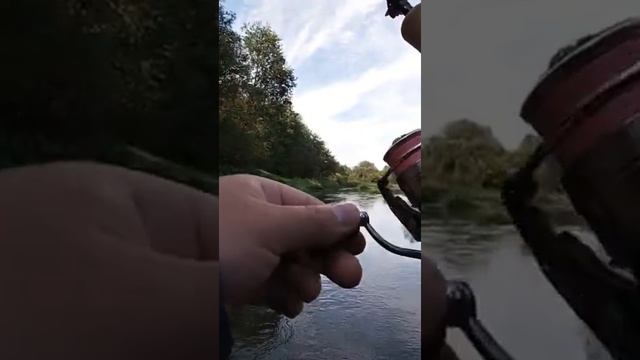 Рыба поет. Ловля на кренки. Рыбалка летом. Fishing. #shorts