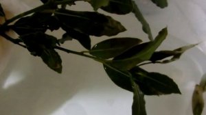 Обработка Лаврового дерева от Щитовки. Treating Laurel wood from scales.