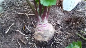 Сентябрь - дела садовые серия № 7.