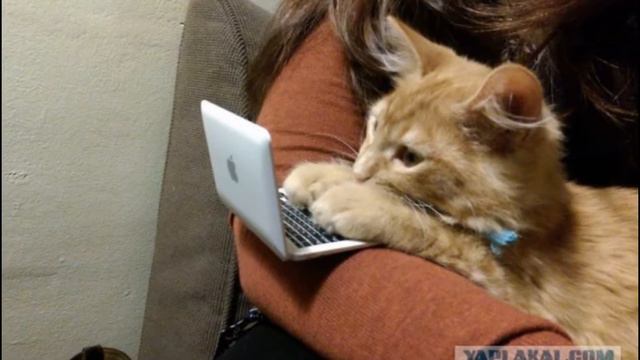 Что делают коты когда отдых!? смотреть онлайн