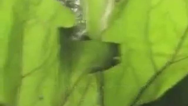 Быстрорастущие растения для сада