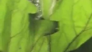 Быстрорастущие растения для сада