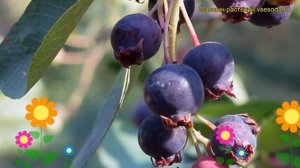 Ирга ольхолистная Слеут. Краткий обзор, описание характеристик amelanchier alnifolia Sleyt