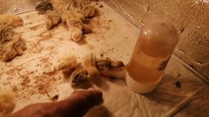 Обустройство брудера для перепелят.