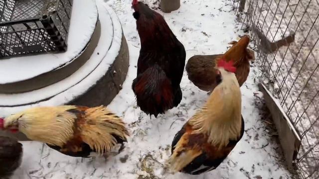 Куры Араукана будут нестись точно