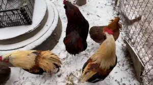 Куры Араукана будут нестись точно