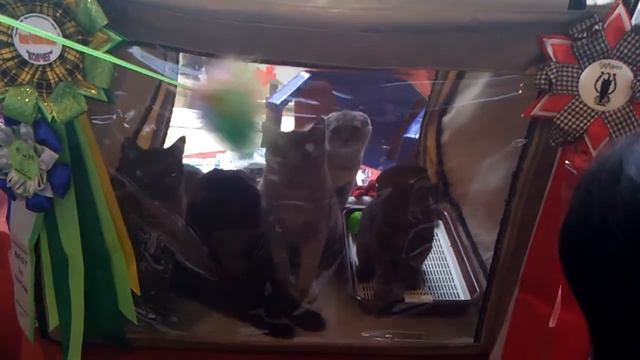 Шотландцы на выставке кошек(27сент., Красноярск)