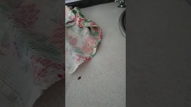 Соко выжималка!!! смотреть онлайн