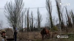 ⚡️Поліцейські та волонтери евакуювали з Авдіївки двох коней | Новини.LIVE