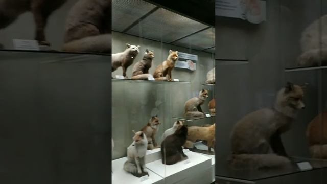 Дарвиновский музей #музей #музеймосквы #обзор #москва #экспозиция #экспонат смотреть онлайн