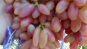 Ещё одна форма кишмиш, с большими гроздями 22 августа 2023. Виноградник Щереденкова В. А.