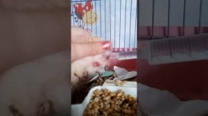 Ручная поилка для хомяков