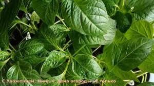 Только этим спасаю Рассаду от Насекомых Вредителей! Применение Народных средства и Препаратов дома