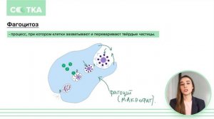Фагоцитоз. В чем суть? | БИОЛОГИЯ ЕГЭ | СОТКА