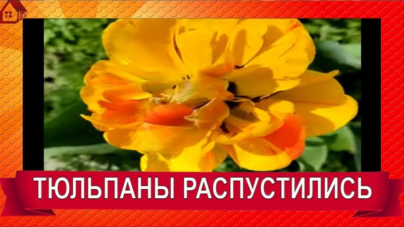 Тюльпаны распустились! Весенний парад тюльпанов/tulips are blooming #SHORTS