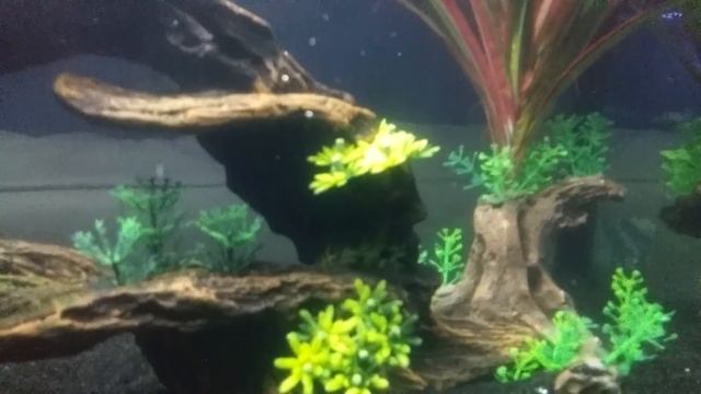 Fahaka puffer feeding! WARNING GRAPHIC VIDEO!!! смотреть онлайн