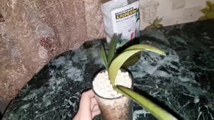 Реанимация орхидеи Ванды без корней.