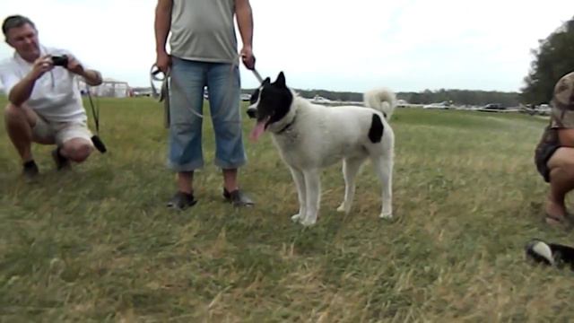 Всероссийка 2012!Ринг кобелей,старшая группа ЛРЕ!!! смотреть онлайн