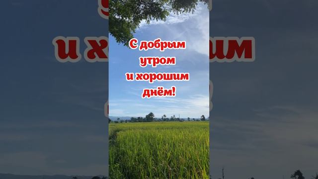 Короткое видео с добрым утром и хорошим днём | SunPikRu