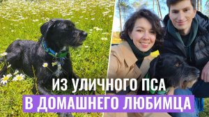 ВЗЯЛИ СОБАКУ С УЛИЦЫ? ШАВИ: История спасения №1