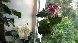 Гибискус Гибискус Byron Metts