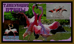 ТАНЦУЮЩИЕ ПТИЦЫ.Симфония № 5 до минор.Релакс!Dancing birds.Symphony Nо5 in C minor.#танцующиептицы​#