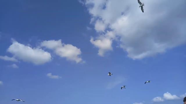 По дороге с Буюкада в Стамбул. Чайки летят за нашим кораблем, паря практически на месте. смотреть онлайн