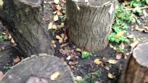 Выращивание грибов в саду на пеньках