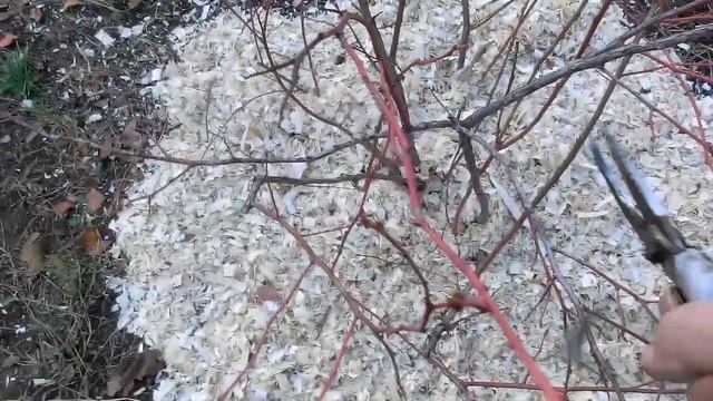 Осенняя обрезка голубики (перезалито) смотреть онлайн