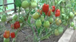 Томаты для теплицы: Медовый спас, Розовый мед, Ракета.