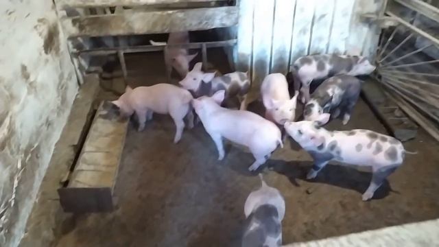 Распродажа Поросят смотреть онлайн