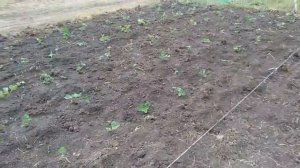 Посадка клубники Кабрилло, Крапо 10, Фурор