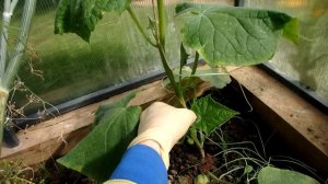 Чтобы под зиму посеять морковку и посадить лук севок,подготовиться надо в начале сентября,обзор сор