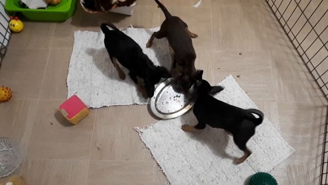 Малыши той терьеры обедают. смотреть онлайн