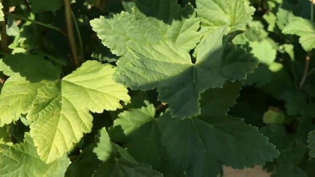 После хорошего ухода за смородиной Собираем отличный урожай Ep#195 смотреть онлайн