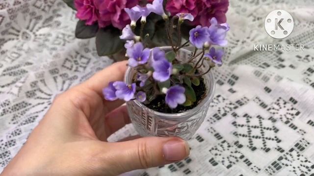 Цветущие новинки в коллекции. Hunter’s Black Talon, ЛЕ-Scales, Queen Sabrina, Rivermist Calypso.