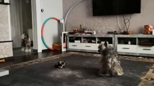 Орландо услышал за окном лай собаки