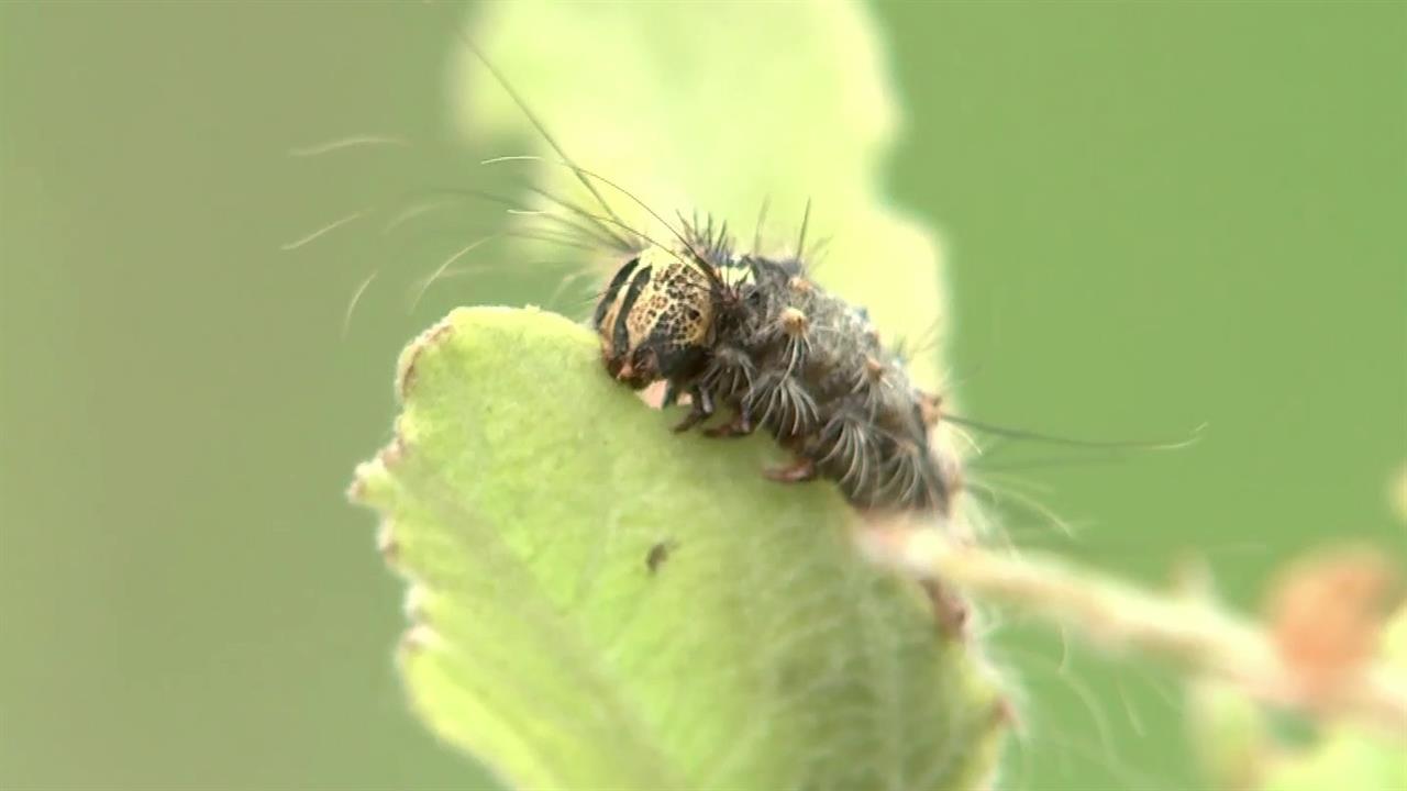 В Поволжье небывалое нашествие гусениц непарного шелкопряда смотреть онлайн