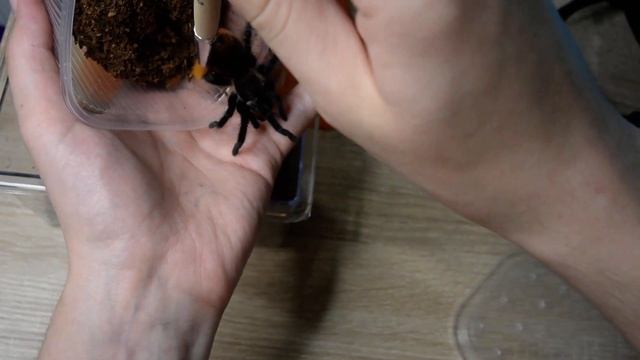 Пересадка паука птицееда Brachypelma vagans(Tliltocatl vagans) смотреть онлайн