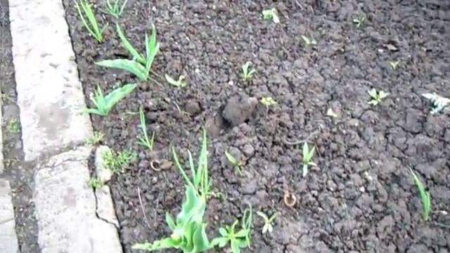 Апрельский лук в середине апреля смотреть онлайн