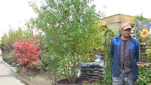 Клен красный "Сан Валлей"