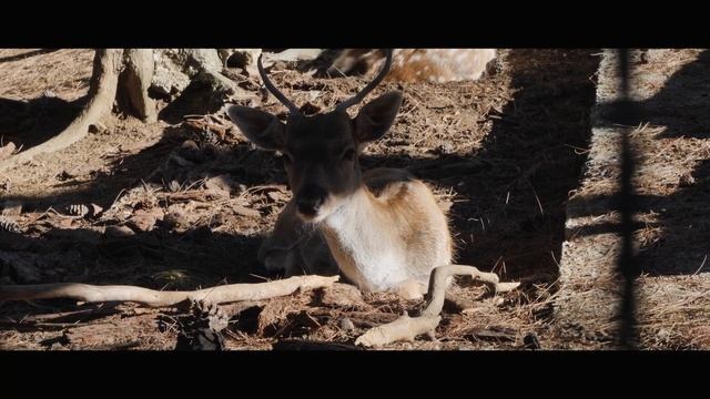PLATANAKIA NATURA / CINEMATIC B-ROLL / PANASONIC GH5 + OLYMPUS 12-40 2.8 смотреть онлайн