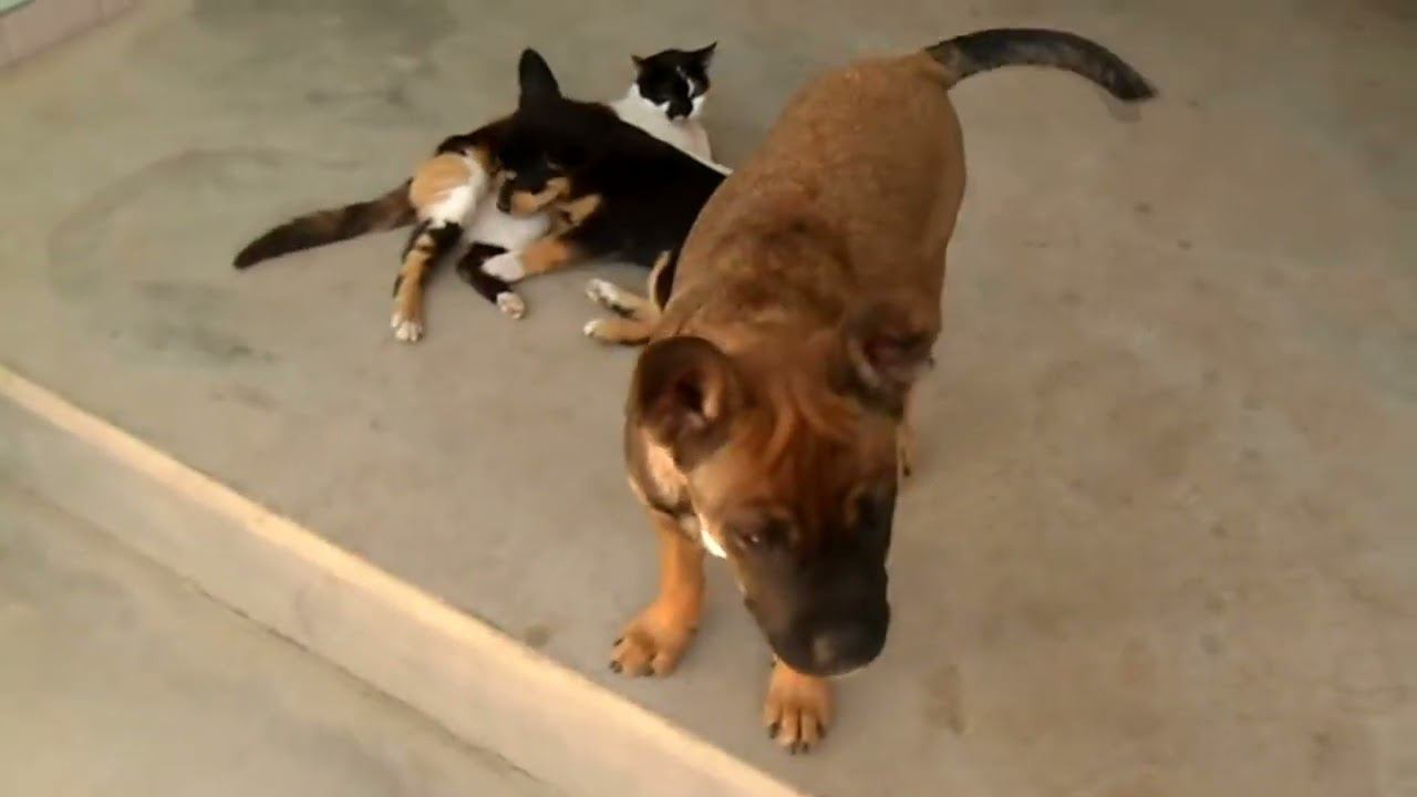 Красивая притча про настоящую мать смотреть онлайн