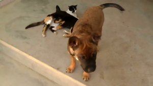 Красивая притча про настоящую мать