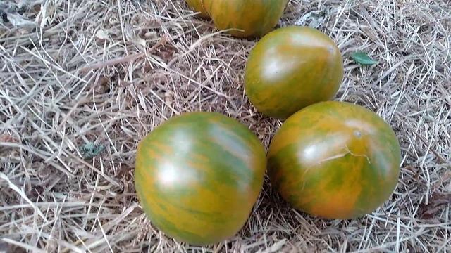 Томат-Свет Вавилона(Babylon's Glow)??? смотреть онлайн